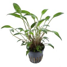 Cryptocoryne x willsii Tropica Live Aquarium Plant -EU Grown Shrimp & Snail Safe