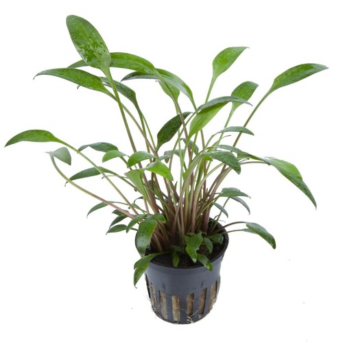 Cryptocoryne willsii tropica - cryptocoryne, x