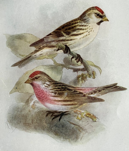Mealy redpoll birds of - -,