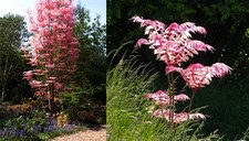 Toona sinensis (Chinese Mahogany / Cedar) 10 Tree Seeds •RARE Bonsai Garden UK  