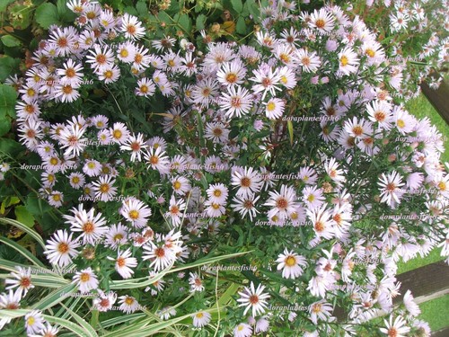 Mauve aster michaelmas daisy - mauve,