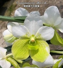 Rare Vanda sanderiana alba orchid plant  , in 8 cm pot