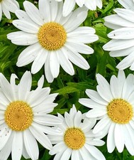 English Daisy Chrysanthemum - 100x Seeds - Giant Hardy Perennial Flower