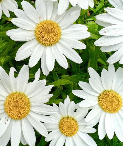 English daisy chrysanthemum - english,