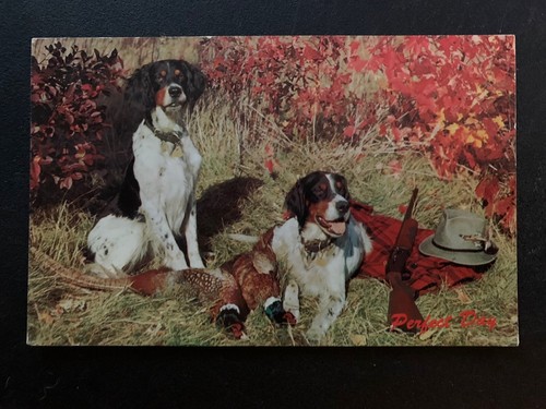 Vintage postcard hunting dogs - vintage,