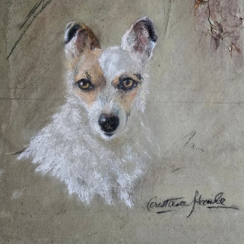 Dog portrait terrier jack - dog,