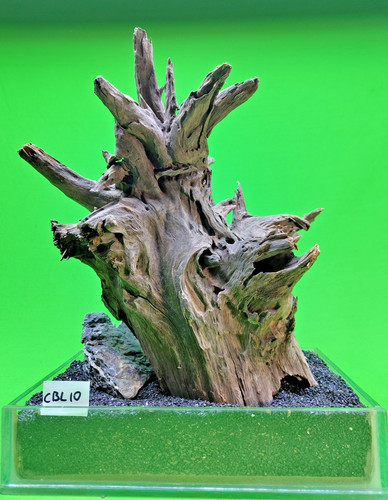 Large corbo root cbl10 - large,