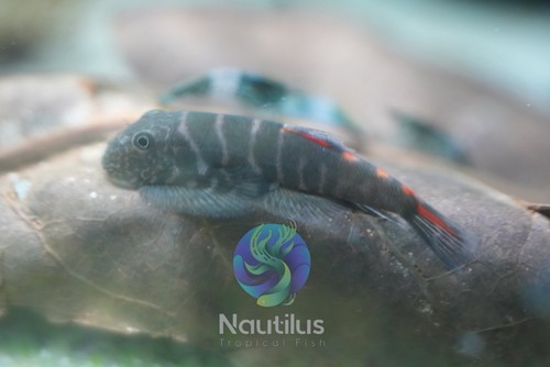 Bloody mary hillstream - bloody, loach