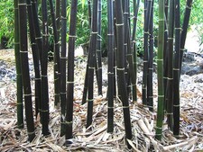 Black Bamboo Seeds