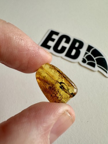 Baltic amber with mosquito - amber,