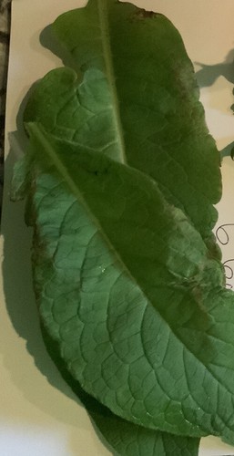 Russian comfrey plant - comfrey,