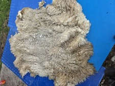 Raw Unwashed Rare Sheep Fleece