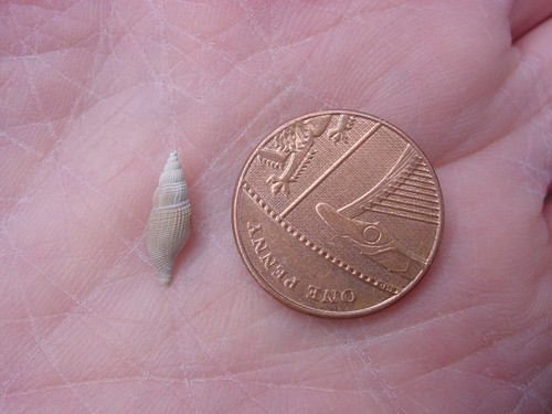 Bartonian eocene daphnobela - bartonian,