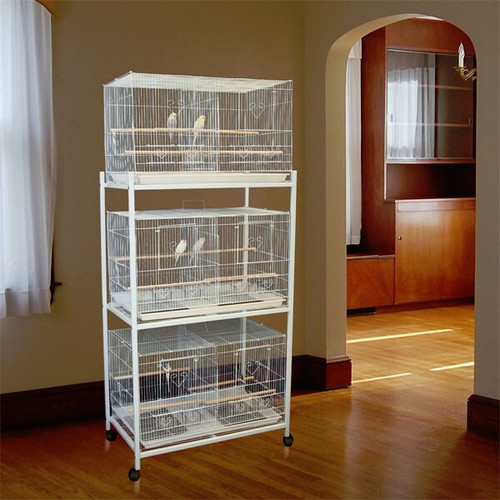 Lot large bird - lot, of