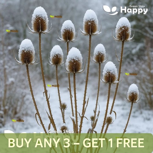 Wild teasel dipsacus - -,