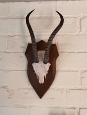 Antelope Springbok horns skull. Taxidermy decor vintage film prop gothic