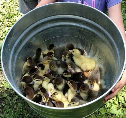 One dozen muscovy duck - one,