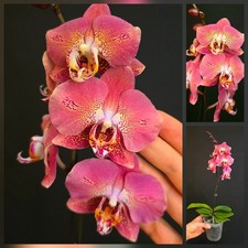 Rare Phalaenopsis "Dragon
