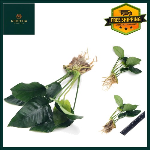 Elegant anubias barteri - anubias,