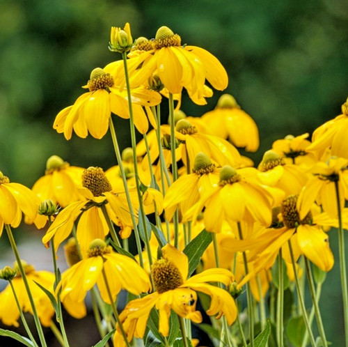 1200x clasping coneflower - 1200x,