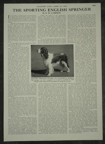 The sporting english springer - the,