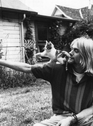 Kurt cobain kitty premium - kitty,