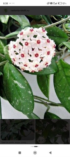 Hoya carnosa small - (wax, plant)