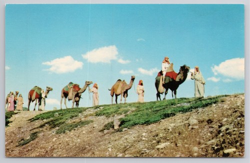 Postcard camel caravan used - postcard,