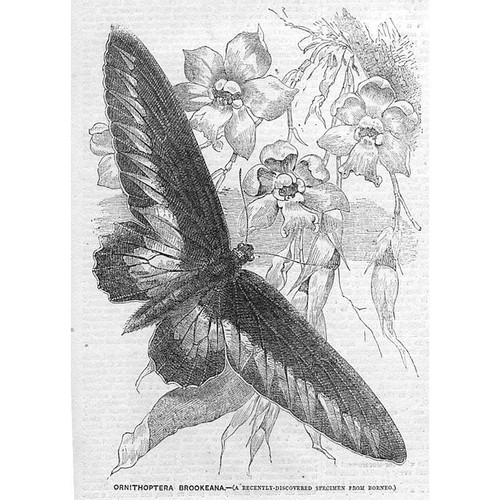 Butterfly ornithoptera - butterfly,