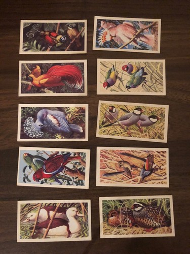 Tropical birds full set - full, of