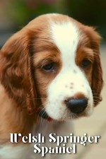 Welsh Springer Spaniel: Dog
