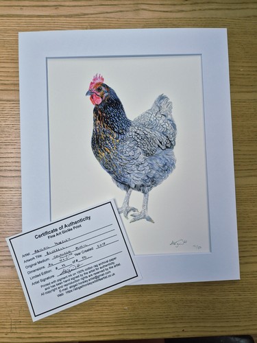 Bluebell hen limited - bluebell,
