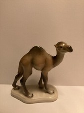 Camel  Very rare Arabian