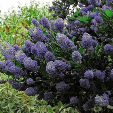 Ceanothus 'Concha' on Trellis Supplied as 1x 10-Litre Plant On 1.2m Trellis