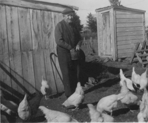 Vintage chicken farming photo - vintage,