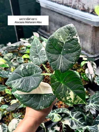 Alocasia maharani albo
