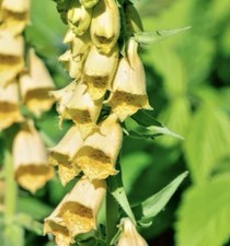 Digitalis Lutea Seeds- Native