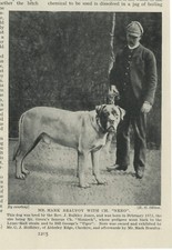 MASTIFF AND OWNER NAMED CHAMPION DOG OLD VINTAGE 1934 PRINT