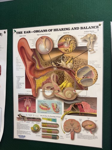 Anatomy the ear - the, poster