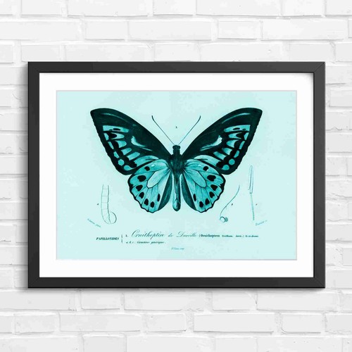 Ornithoptera butterfly - ornithoptera,