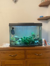 fish tank inc fish and set up