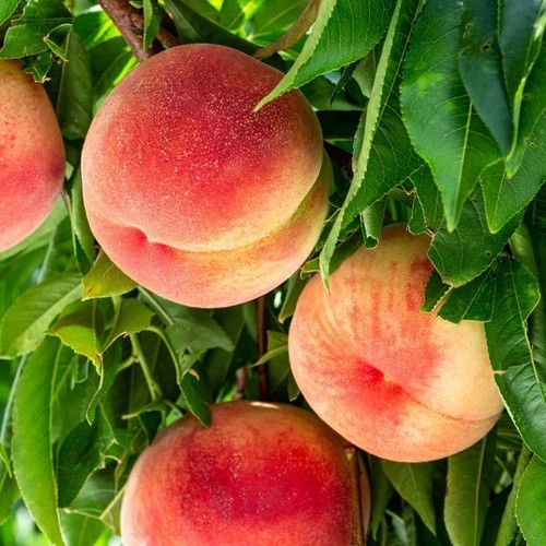 Peachtree two - peachtree:,
