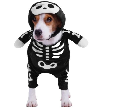 Pet dog skeleton fancy - dog,