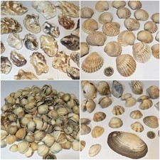 Sea shells - natural small large oyster razor - English shore - UK stock