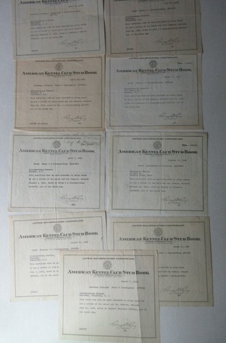 Lot american kennel - of,