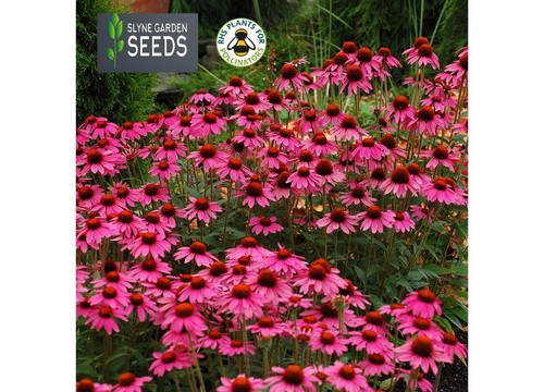 Rudbeckia pink herbaceous - rudbeckia,