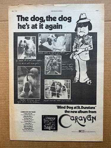 Caravan blind dog - caravan,