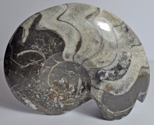 Medium polished goniatite - medium,