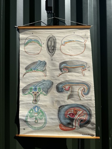 Vintage anatomical embryology - vintage,