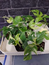 Rhaphidophora Tetrasperma Minima Monstera Variegata Tropical Plant